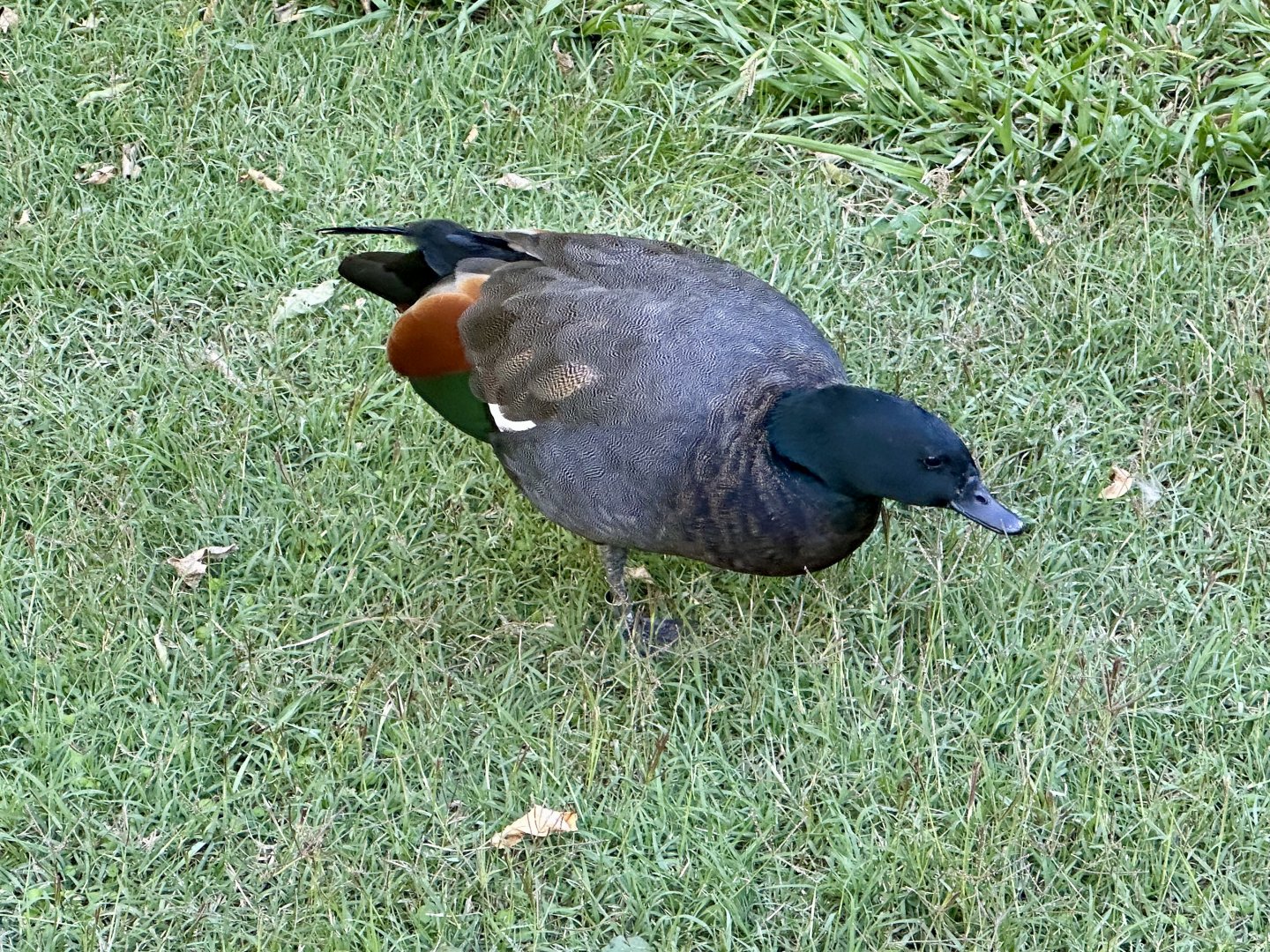 Paradise shelduck (Tadorna variegata)