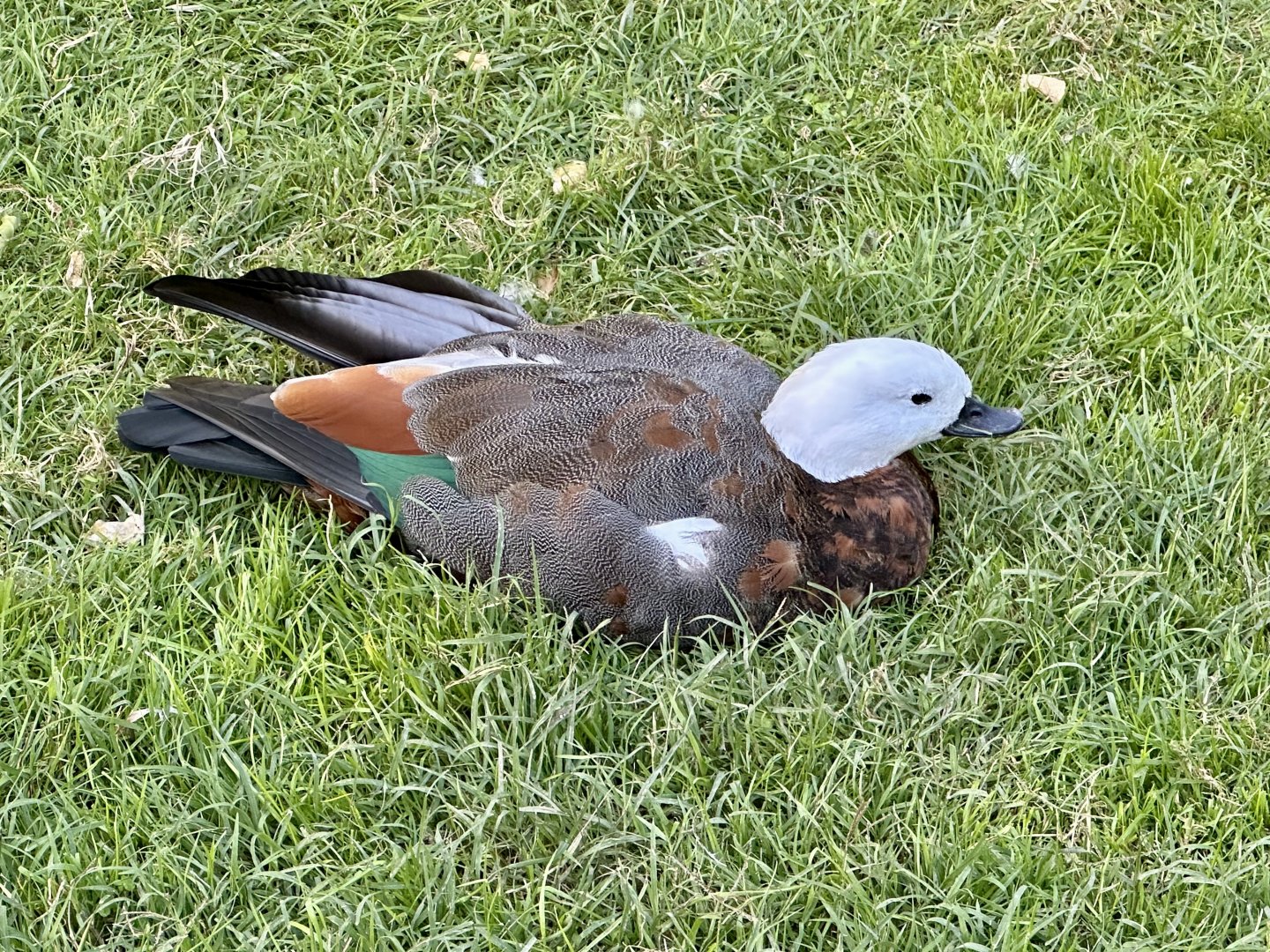 Paradise shelduck (Tadorna variegata)