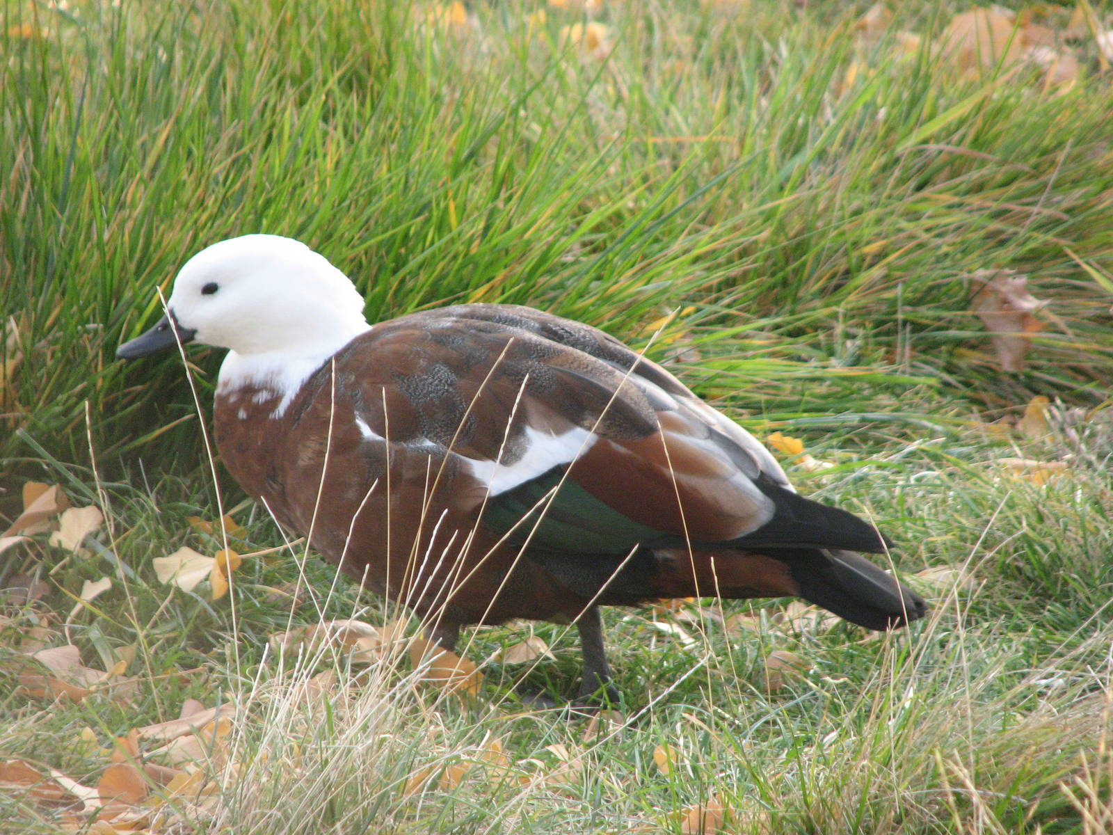 Paradise Shelduck