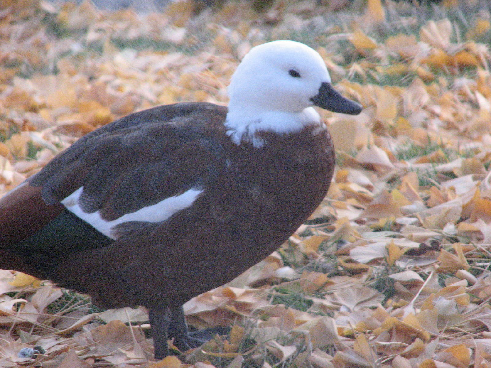 Paradise Shelduck