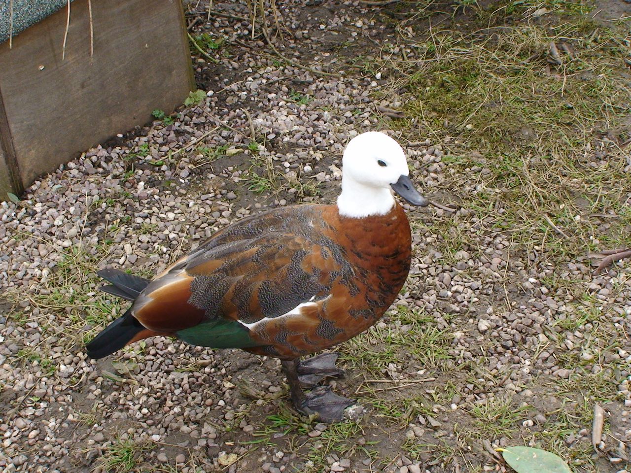 Paradise Shelduck