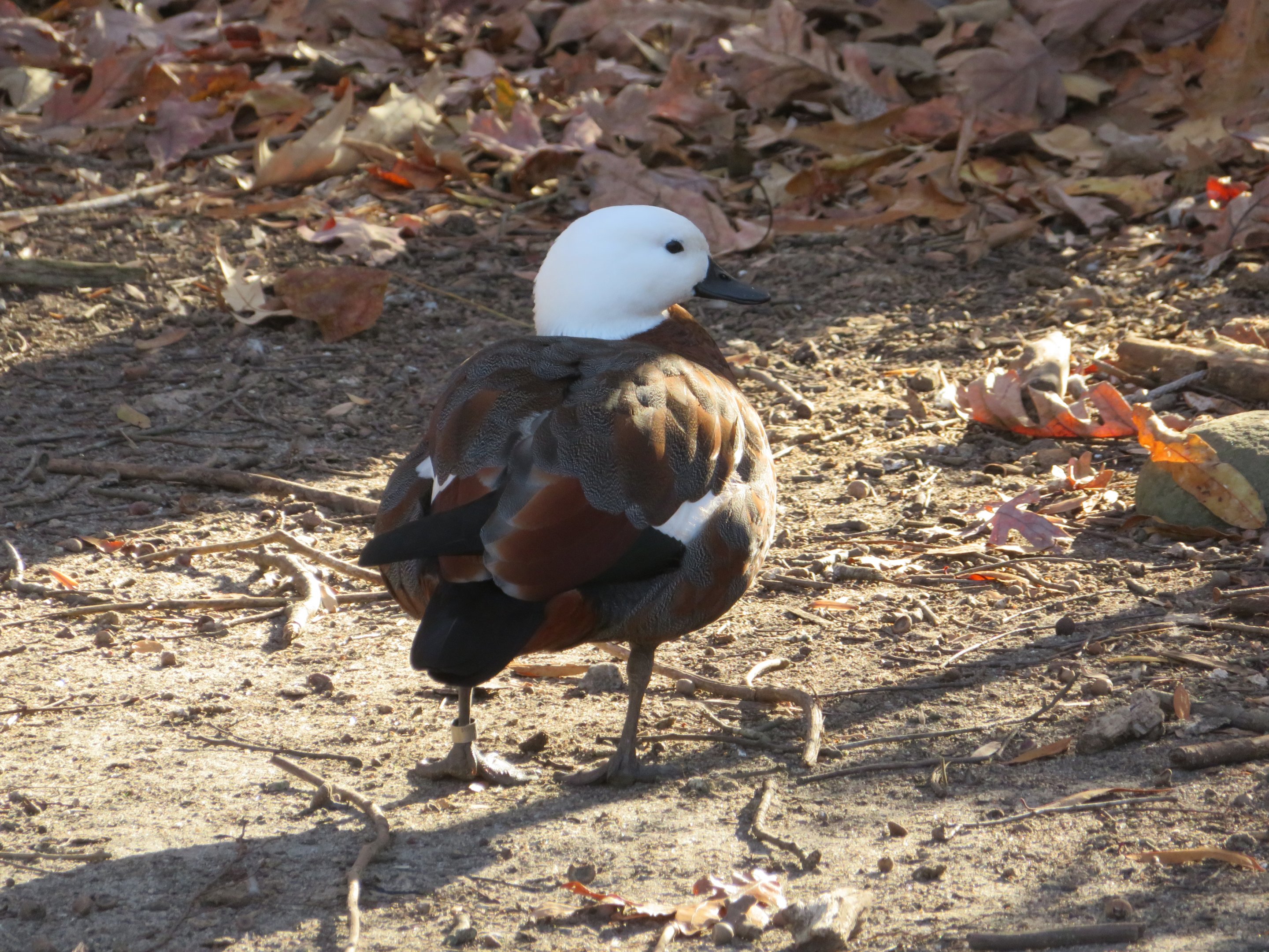 Paradise Shelduck
