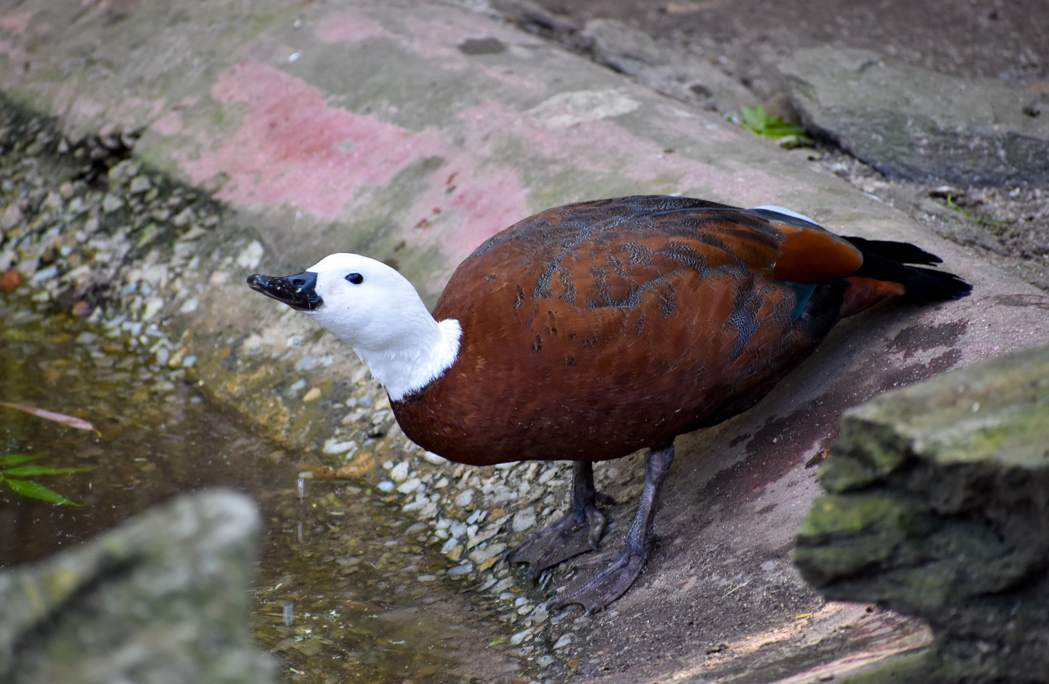 Paradise Shelduck