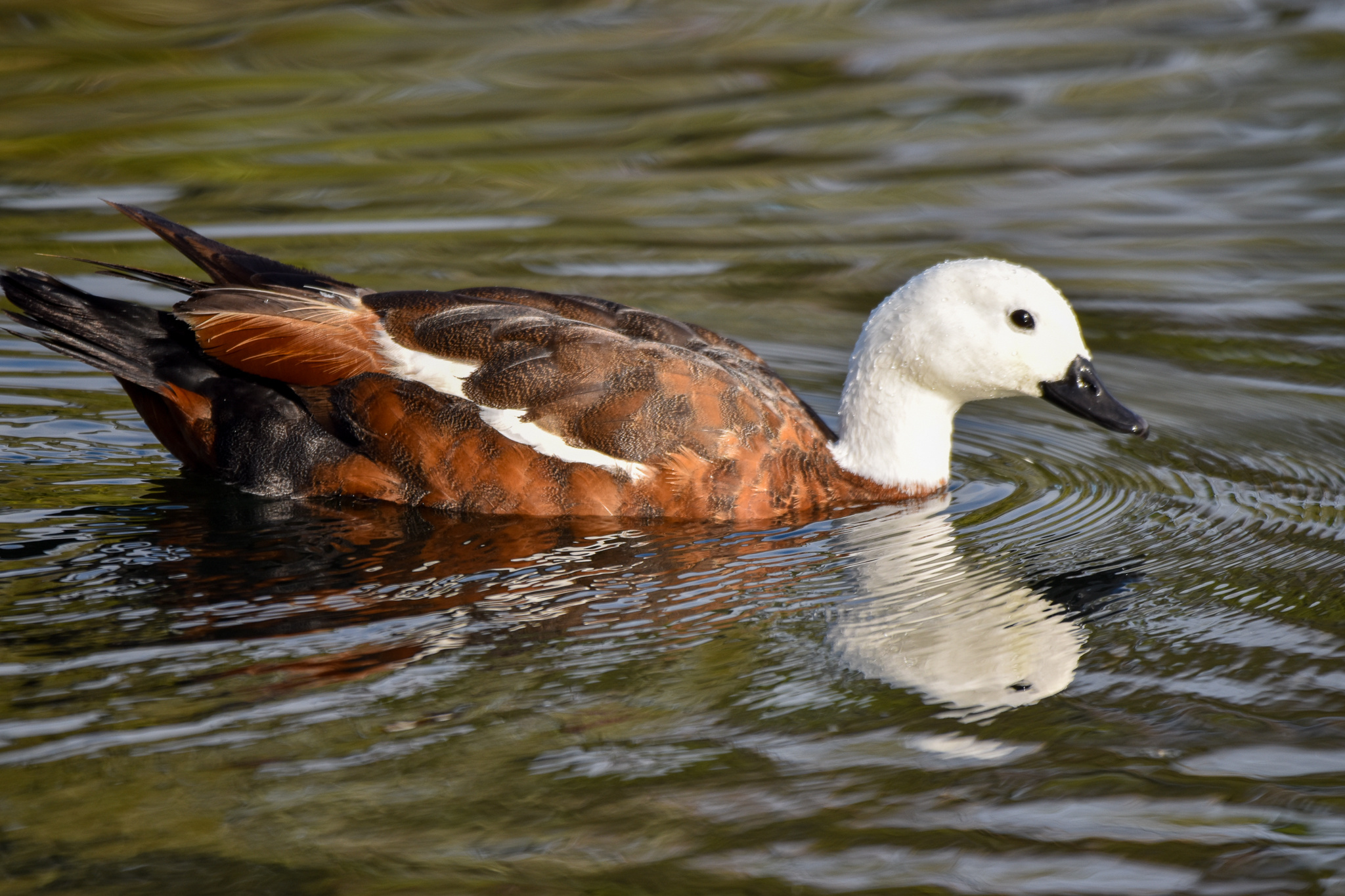 Paradise Shelduck