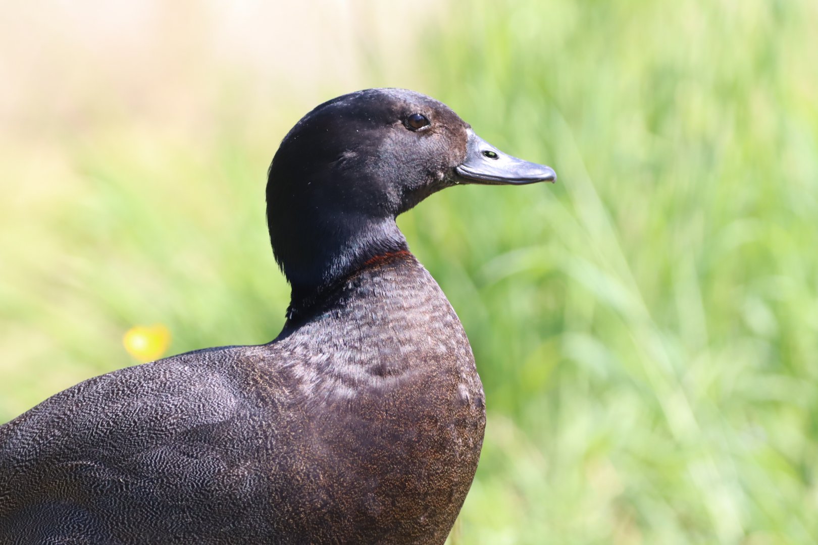 Paradise Shelduck