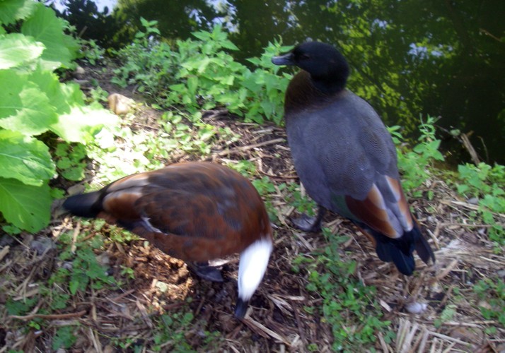 Paradise Shelducks (Tadorna variegata)