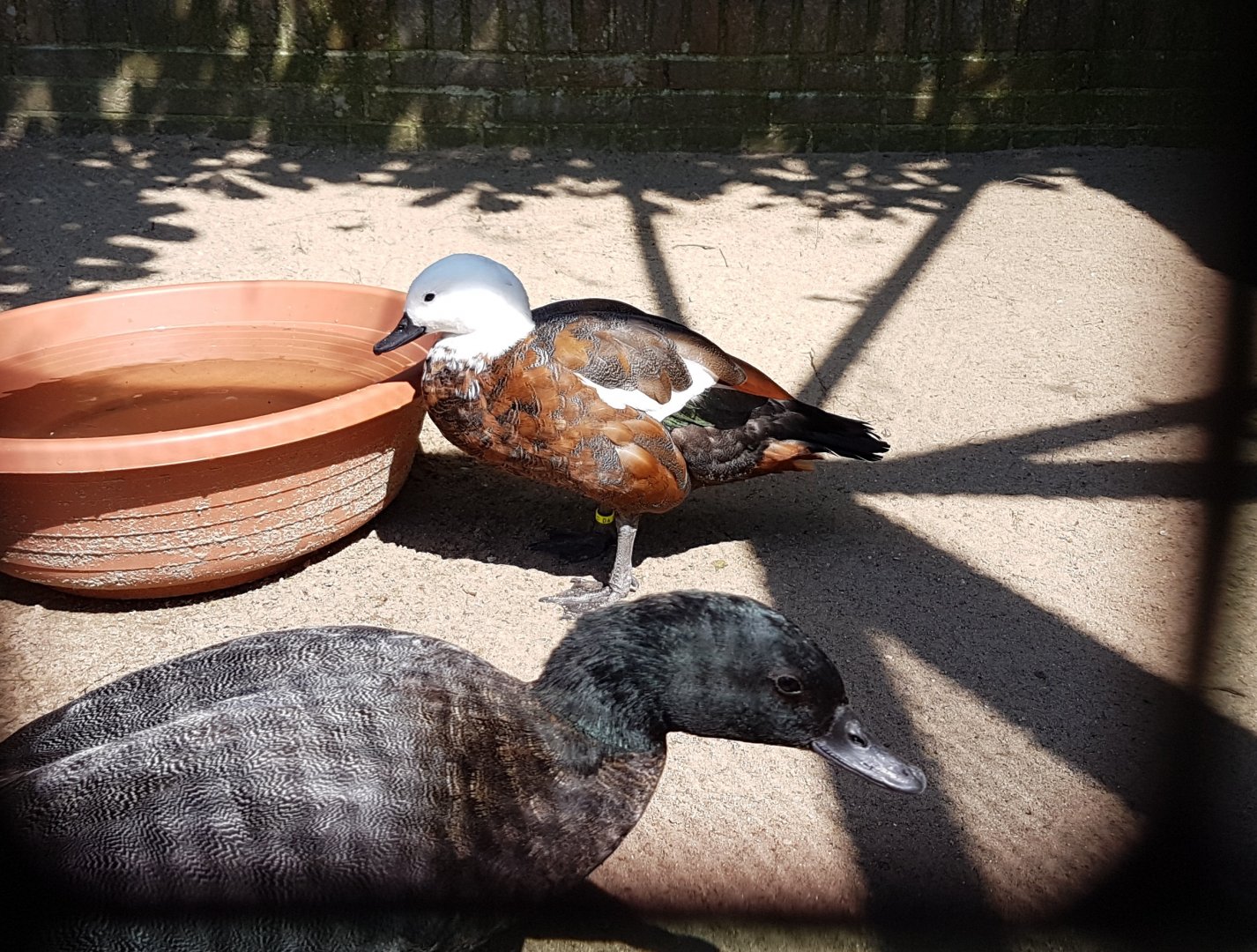 Paradise shelducks