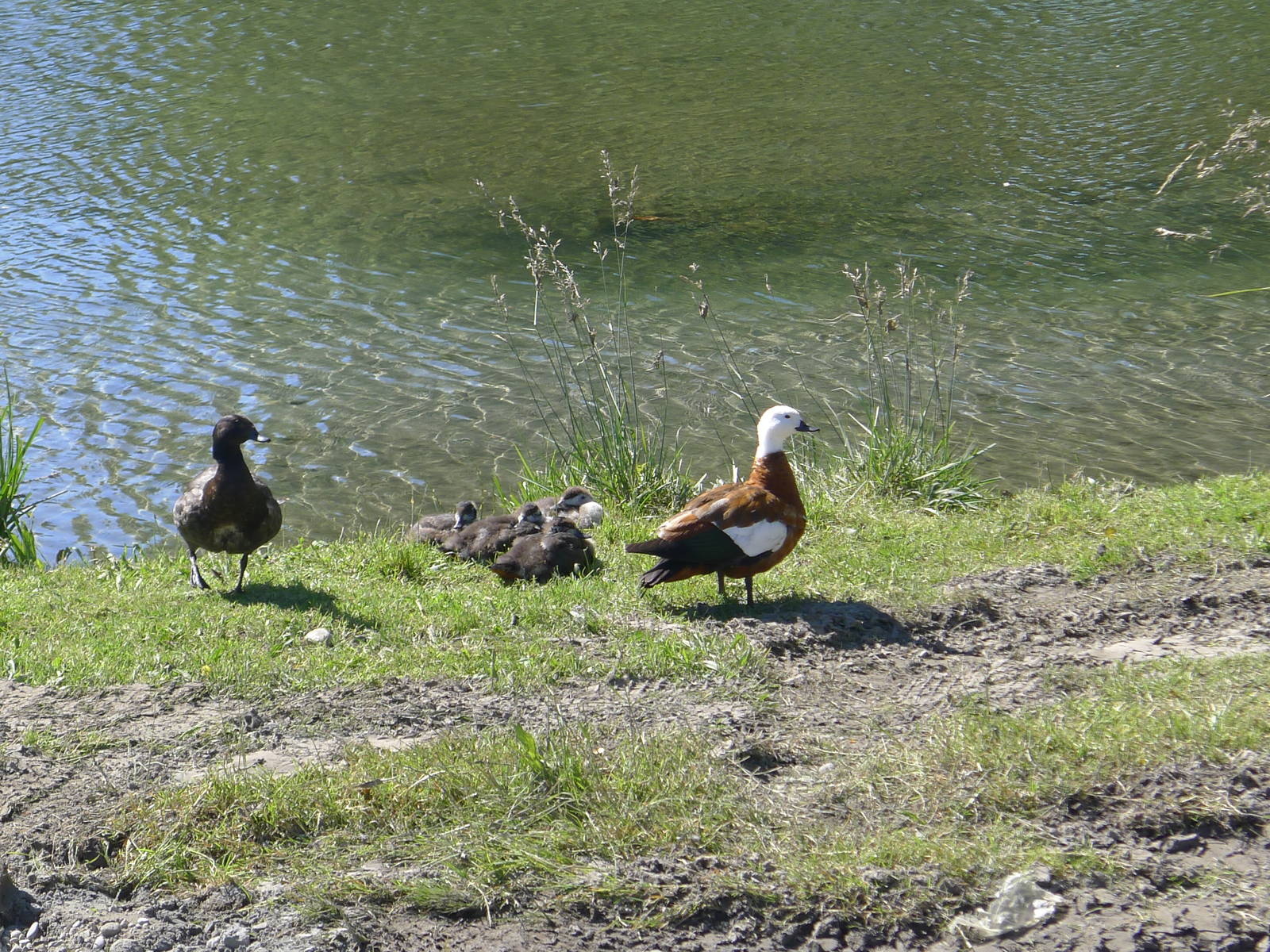 Paradise Shellduck family