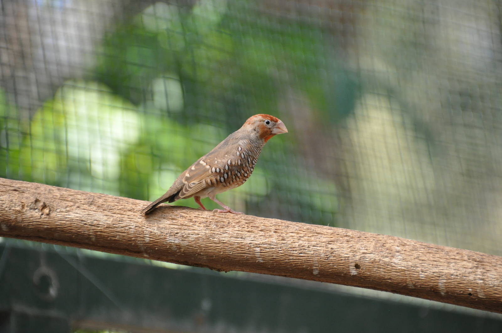 Paradise sparrow/ Amadina erythrocephala