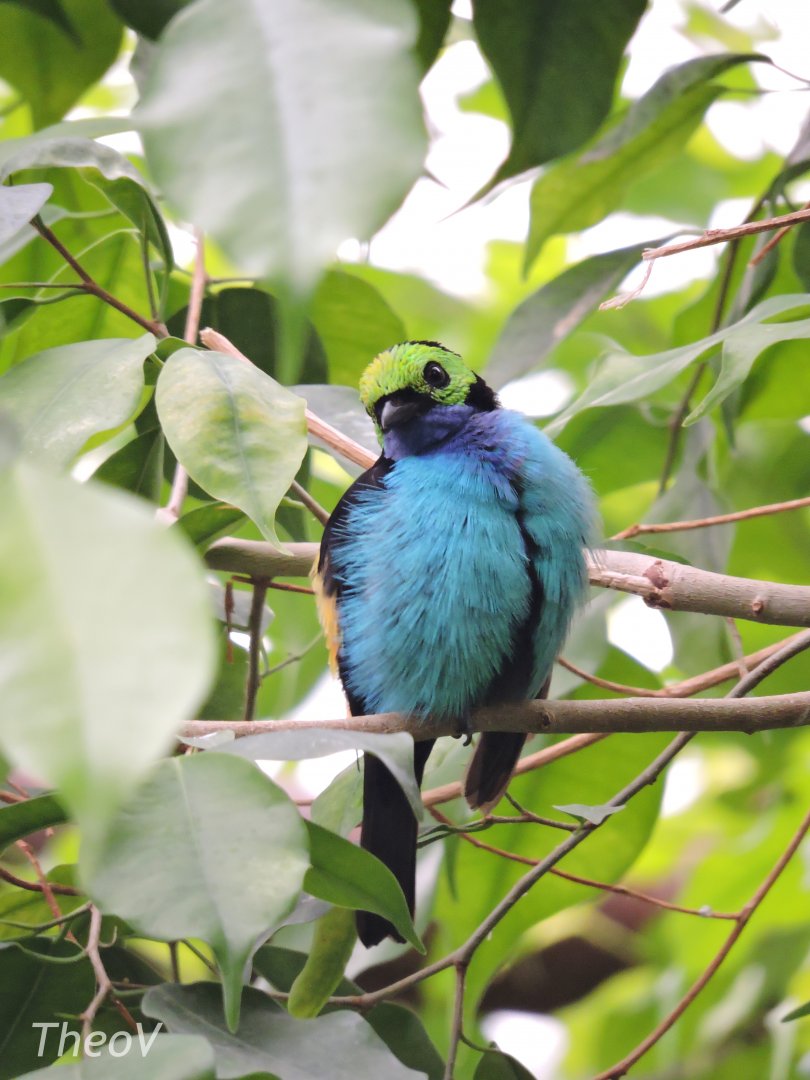 Paradise tanager [2017]