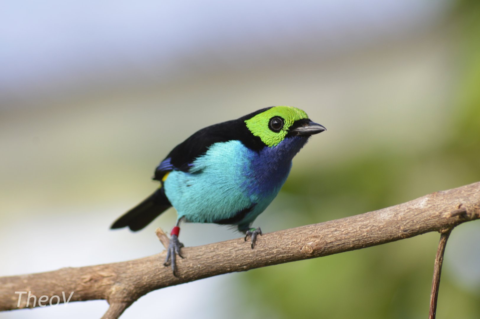 Paradise tanager [2018]