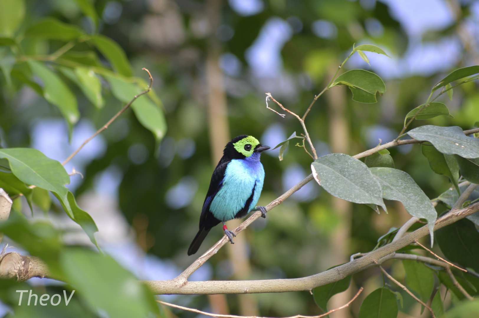 Paradise tanager [2018]