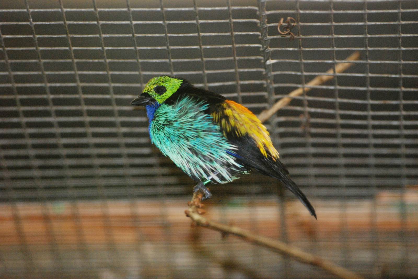 Paradise Tanager at Walsrode, 22/03/13