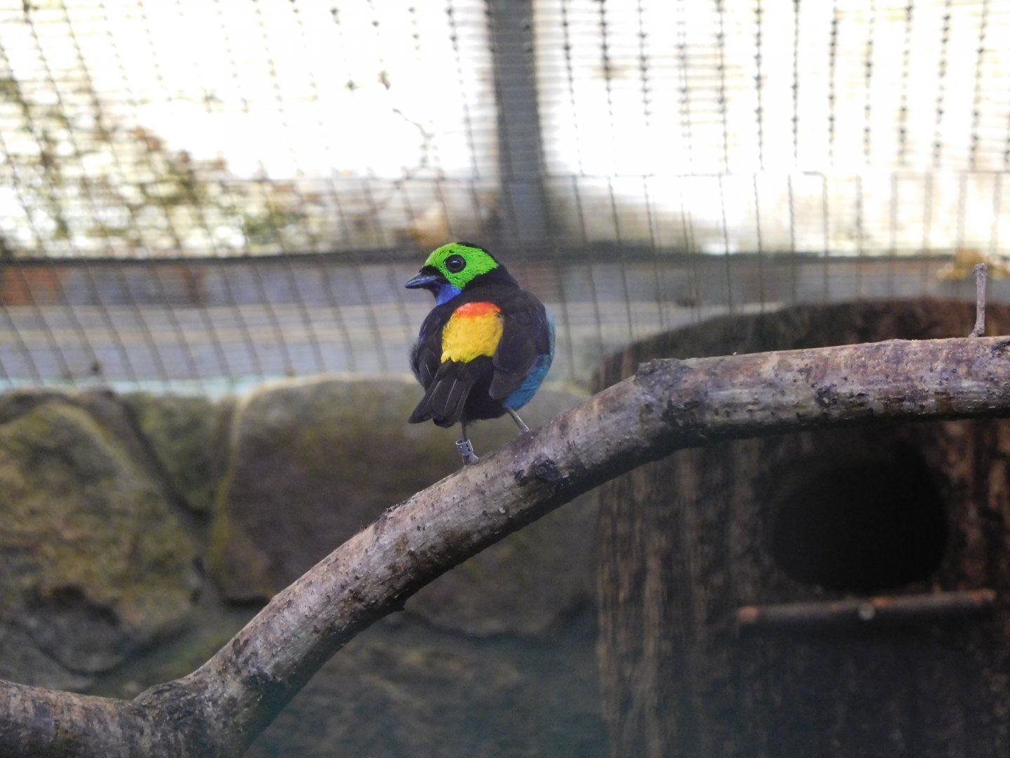 Paradise tanager (Tangara chilensis paradisea)