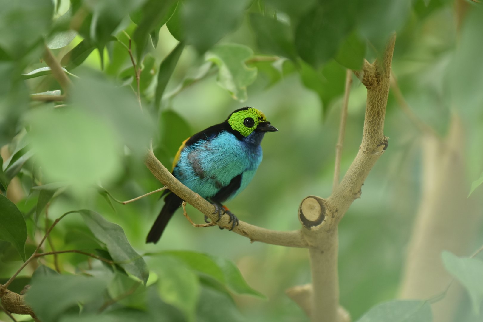 Paradise tanager (Tangara chilensis paradisea)
