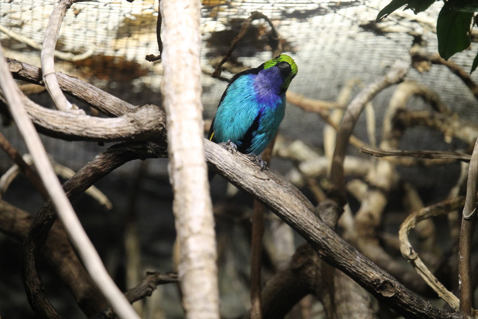 Paradise Tanager (Tangara chilensis)