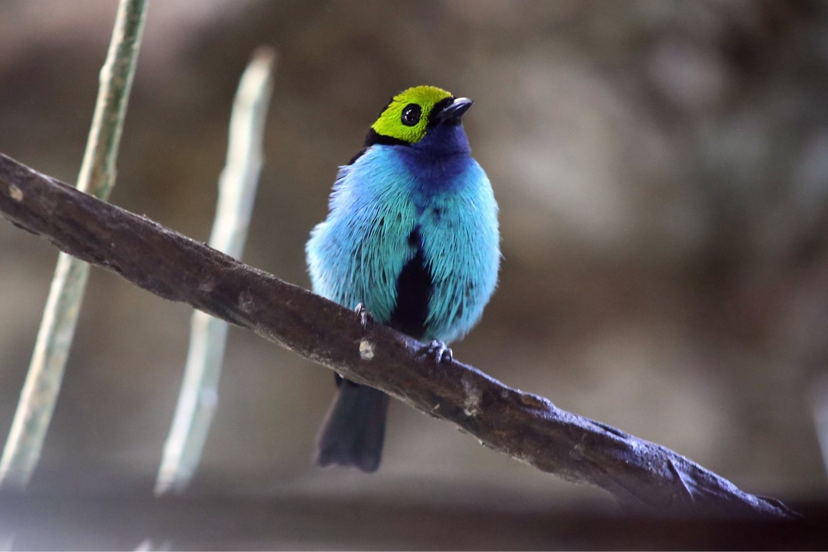 Paradise Tanager (Tangara chilensis)
