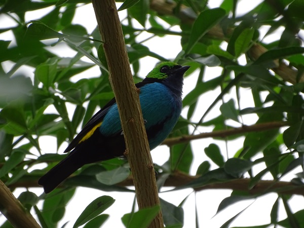 Paradise tanager (Tangara chilensis)