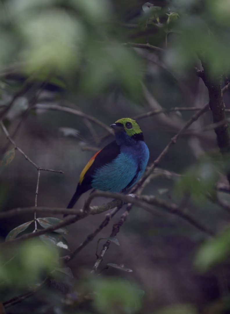 Paradise Tanager (Tangara chilensis)