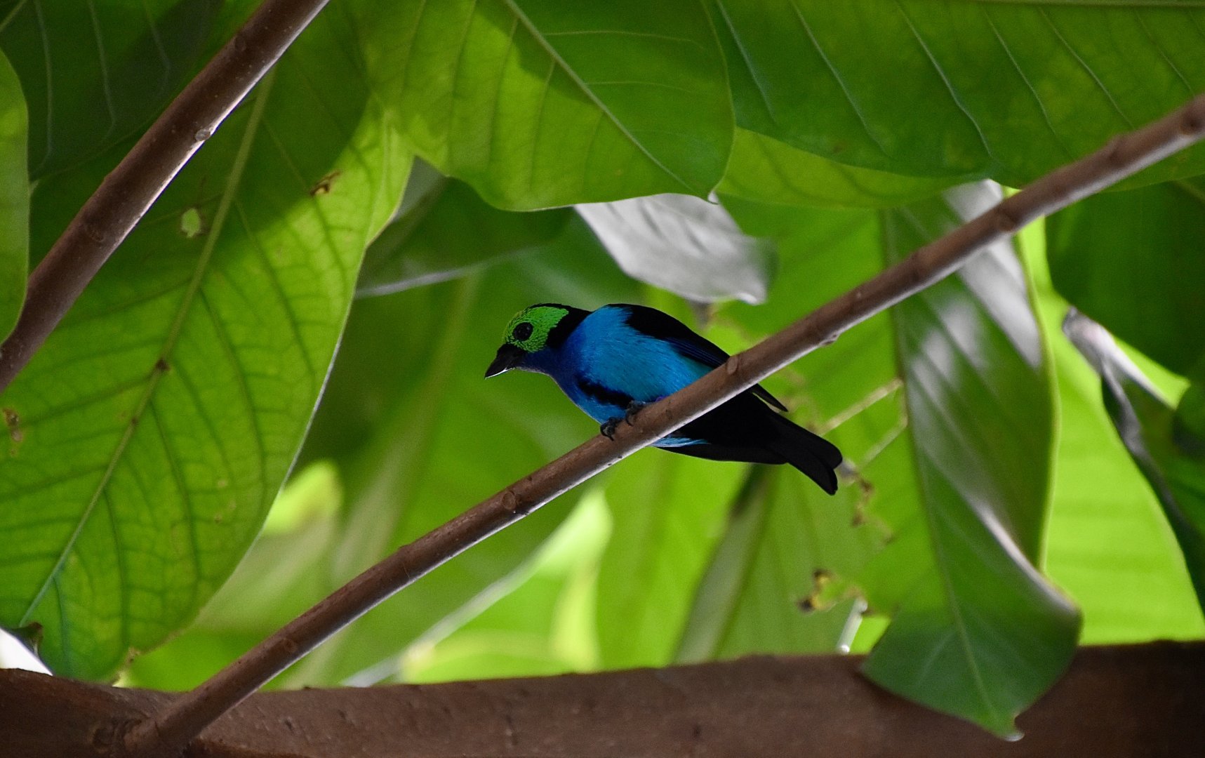 Paradise Tanager (Tangara chilensis)