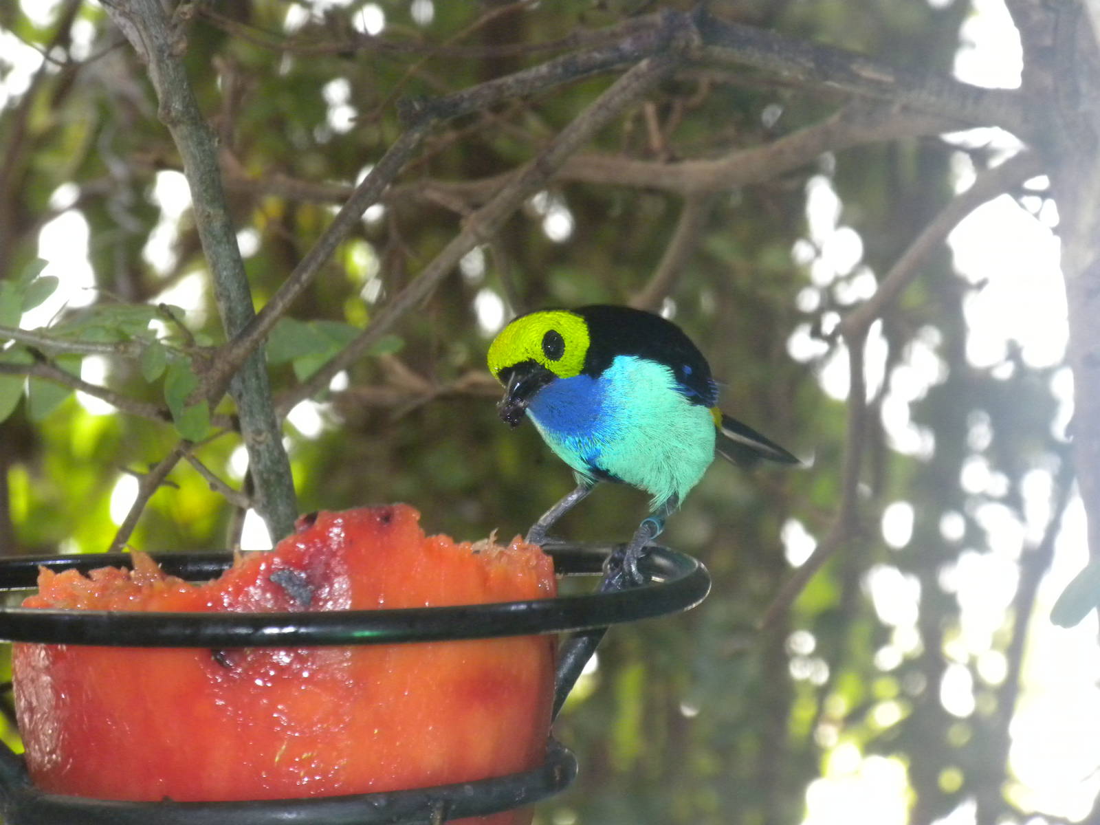 Paradise Tanager