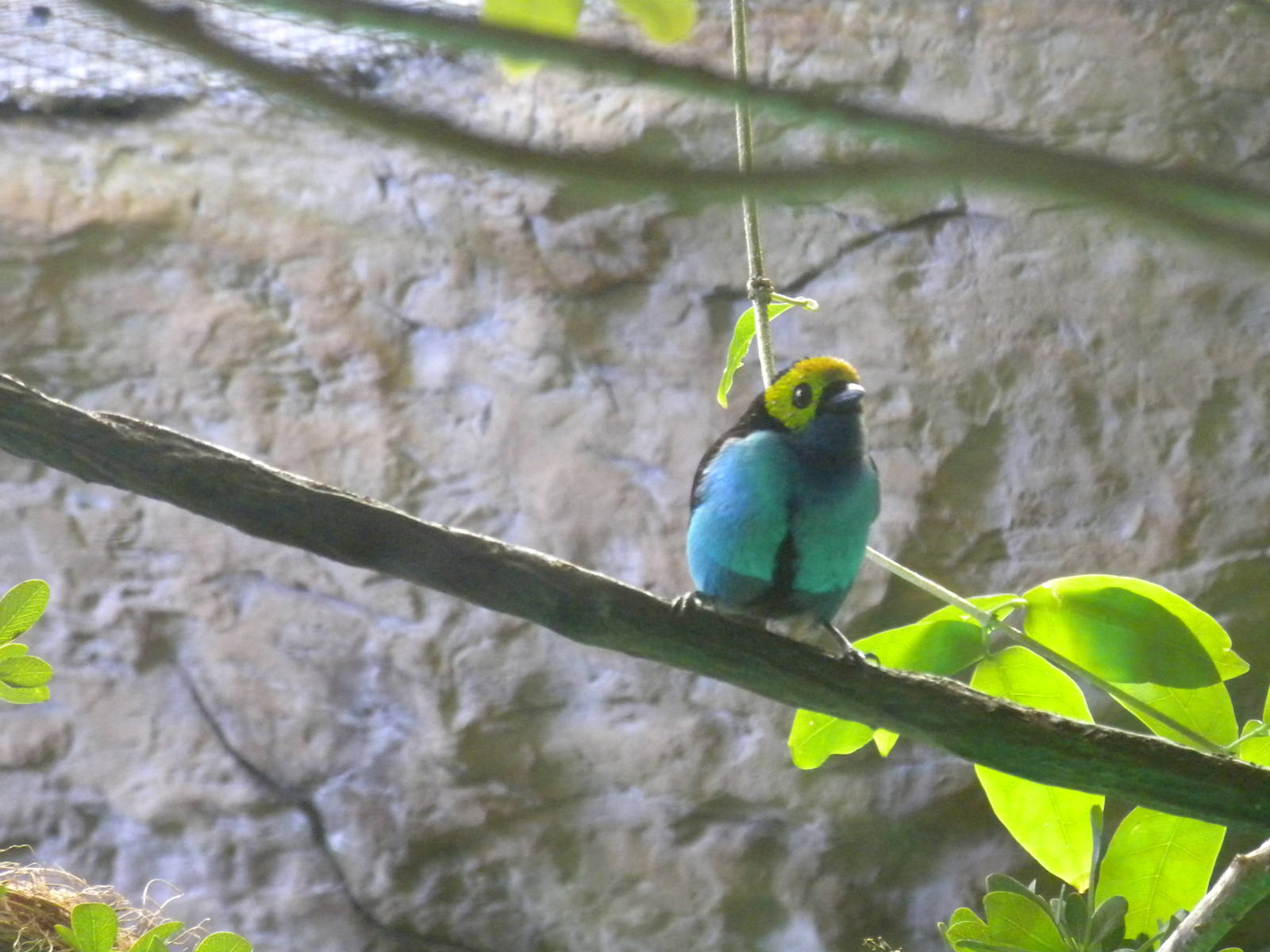 Paradise Tanager