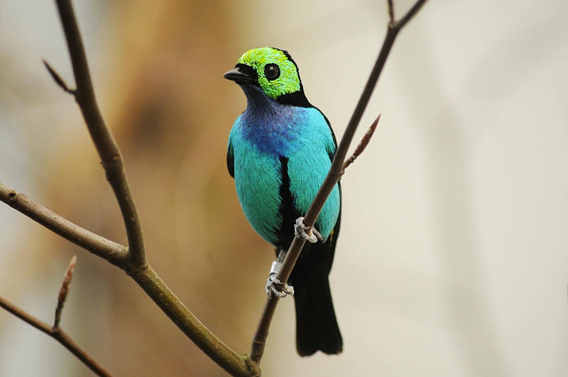 Paradise tanager