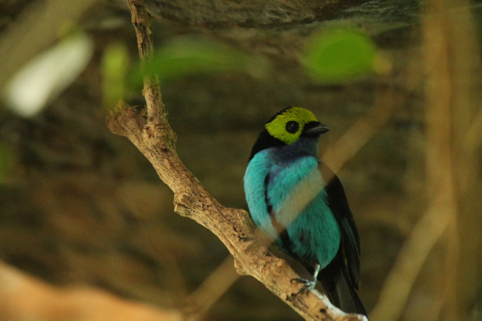 Paradise Tanager