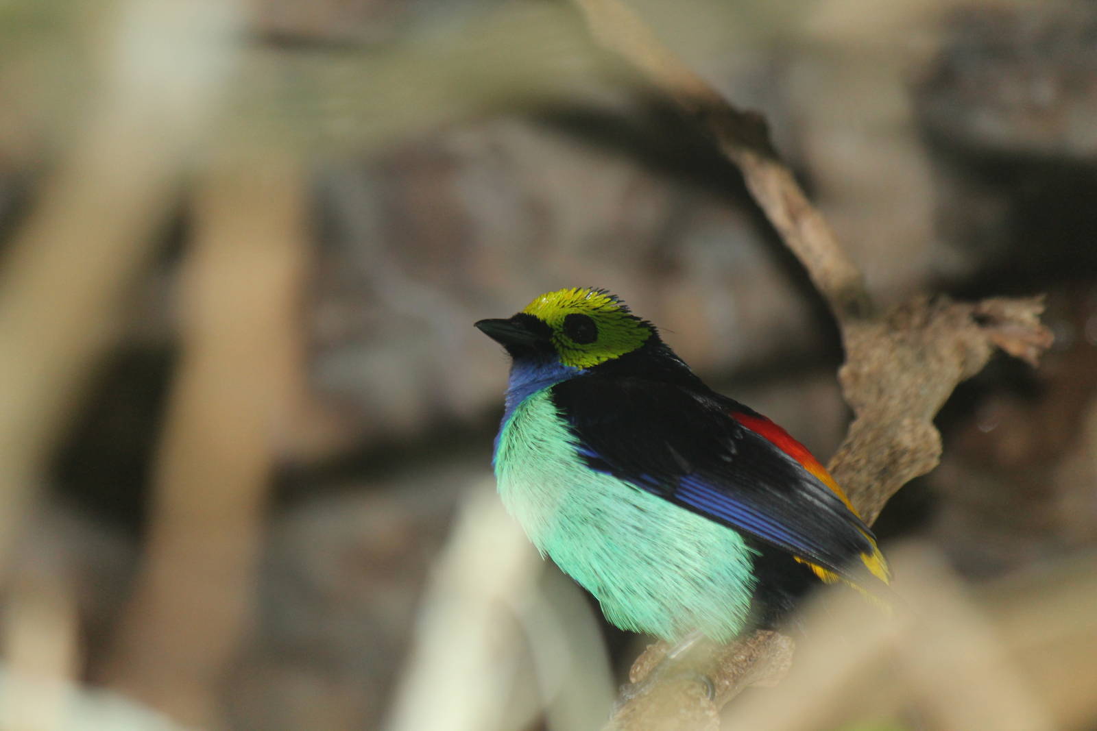 Paradise Tanager