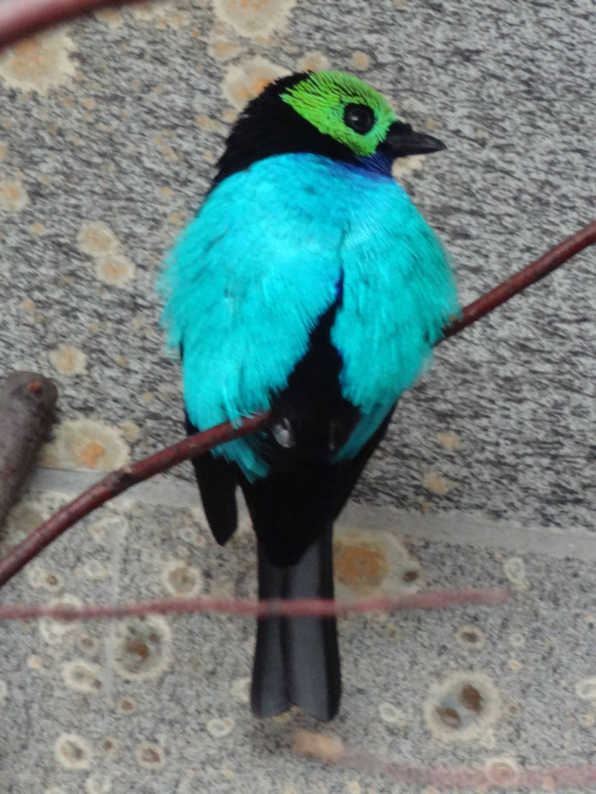 Paradise tanager