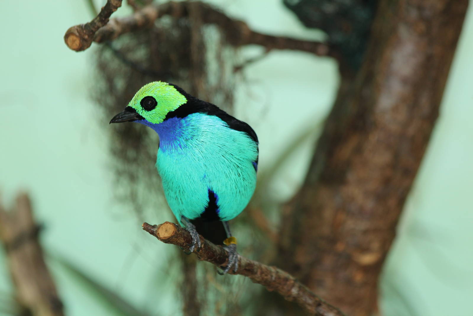 Paradise Tanager