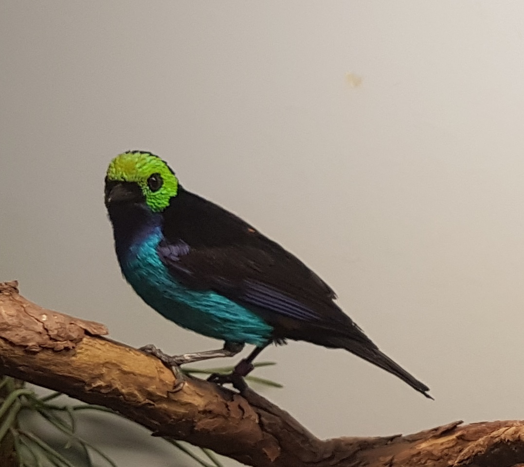 Paradise tanager