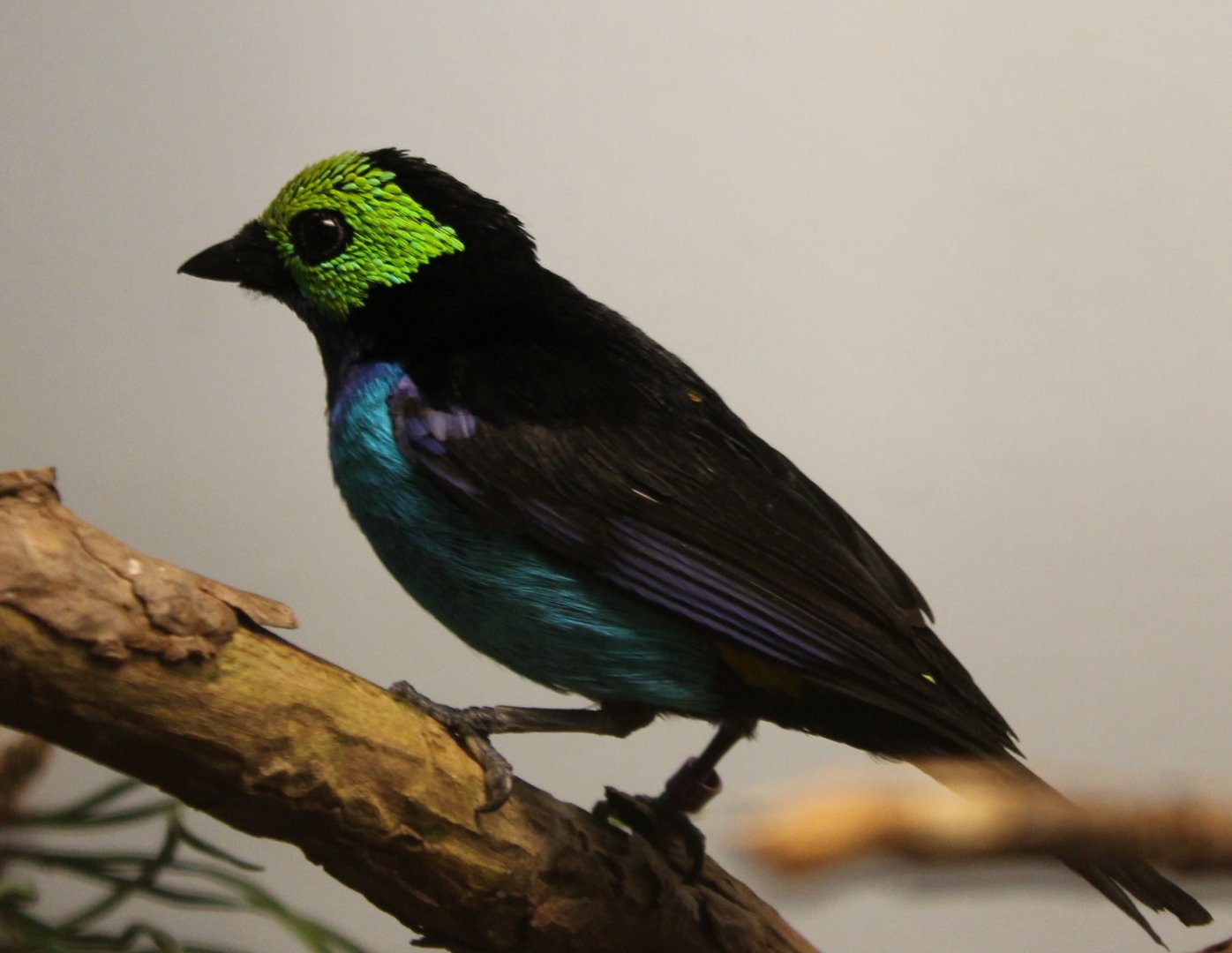 Paradise tanager