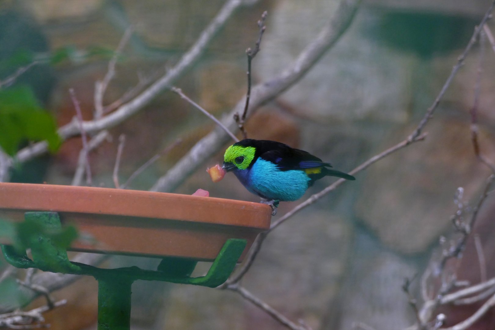 Paradise tanager