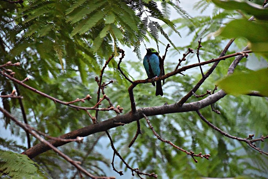 Paradise tanager