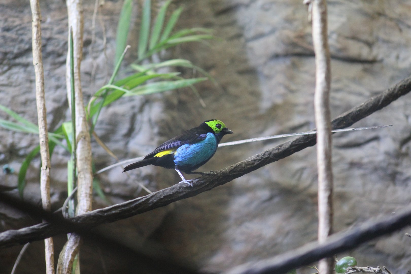 Paradise Tanager
