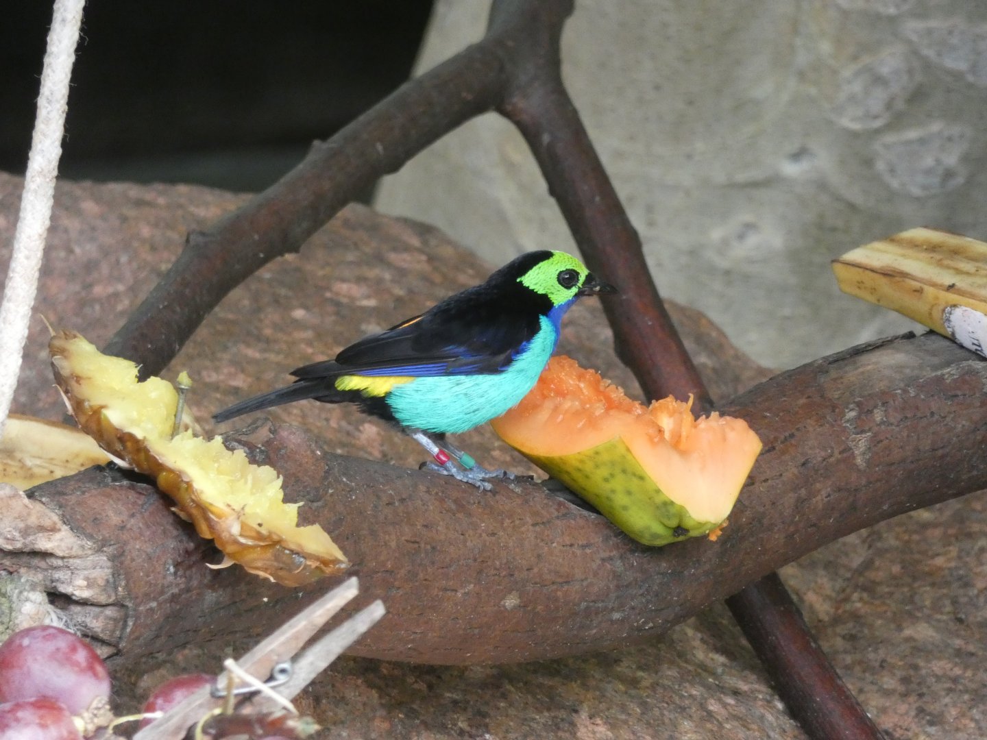 Paradise Tanager