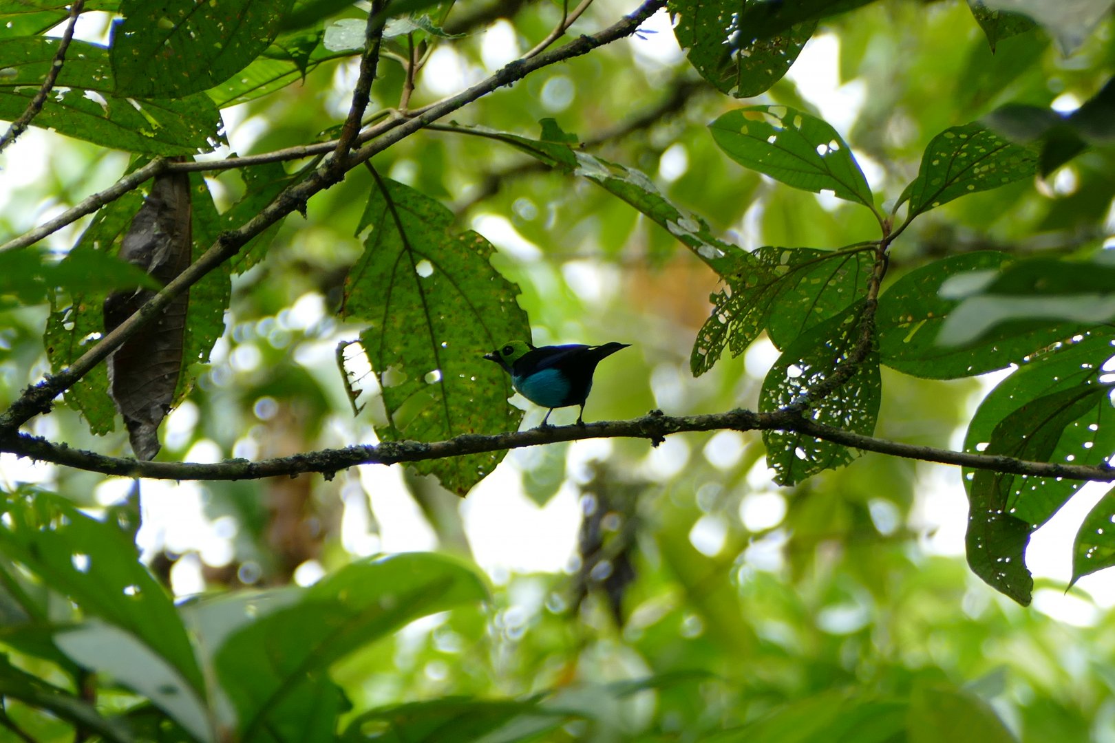Paradise Tanager