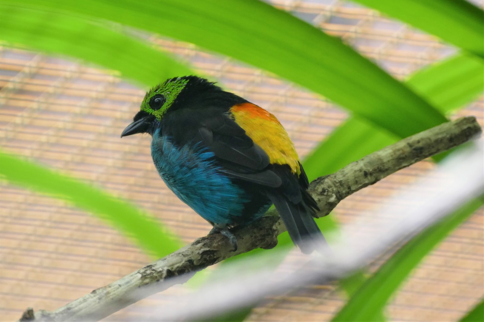 Paradise tanager