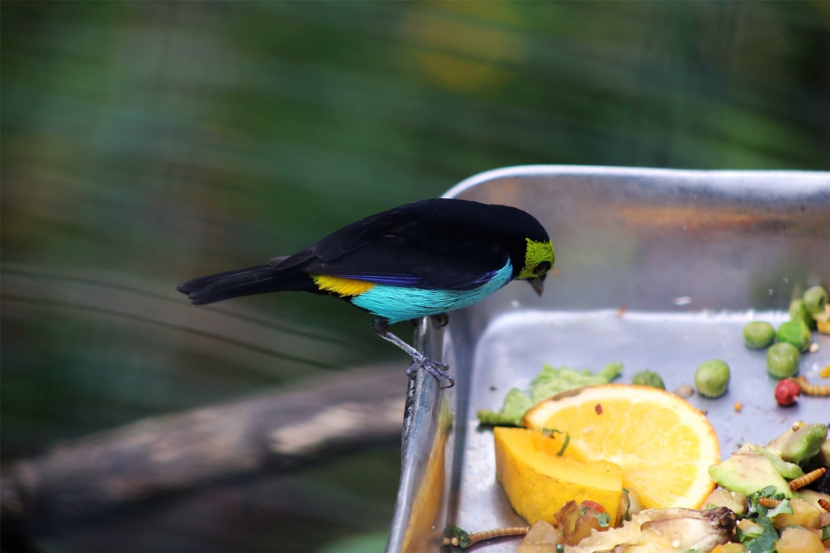 Paradise tanager