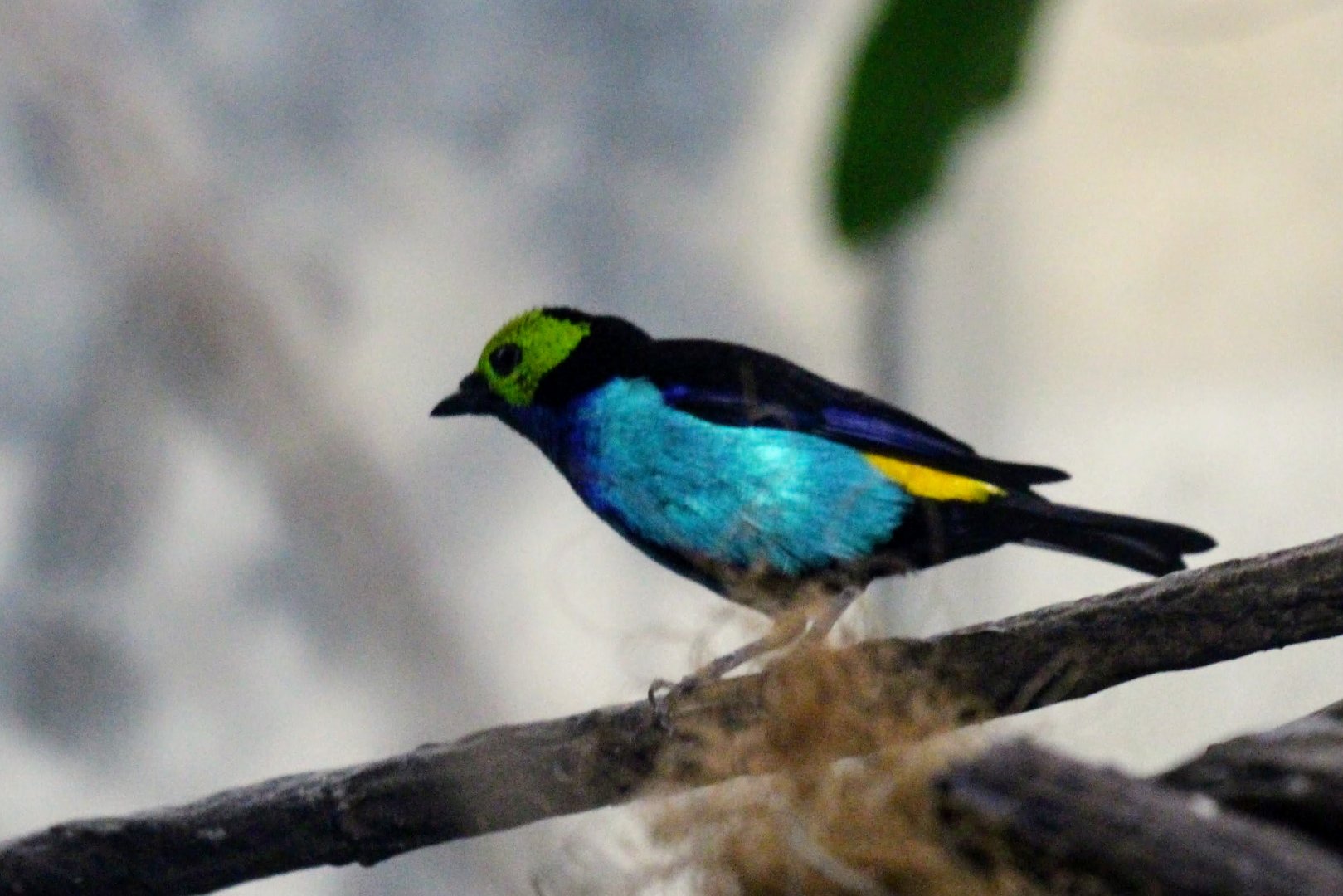 Paradise Tanager