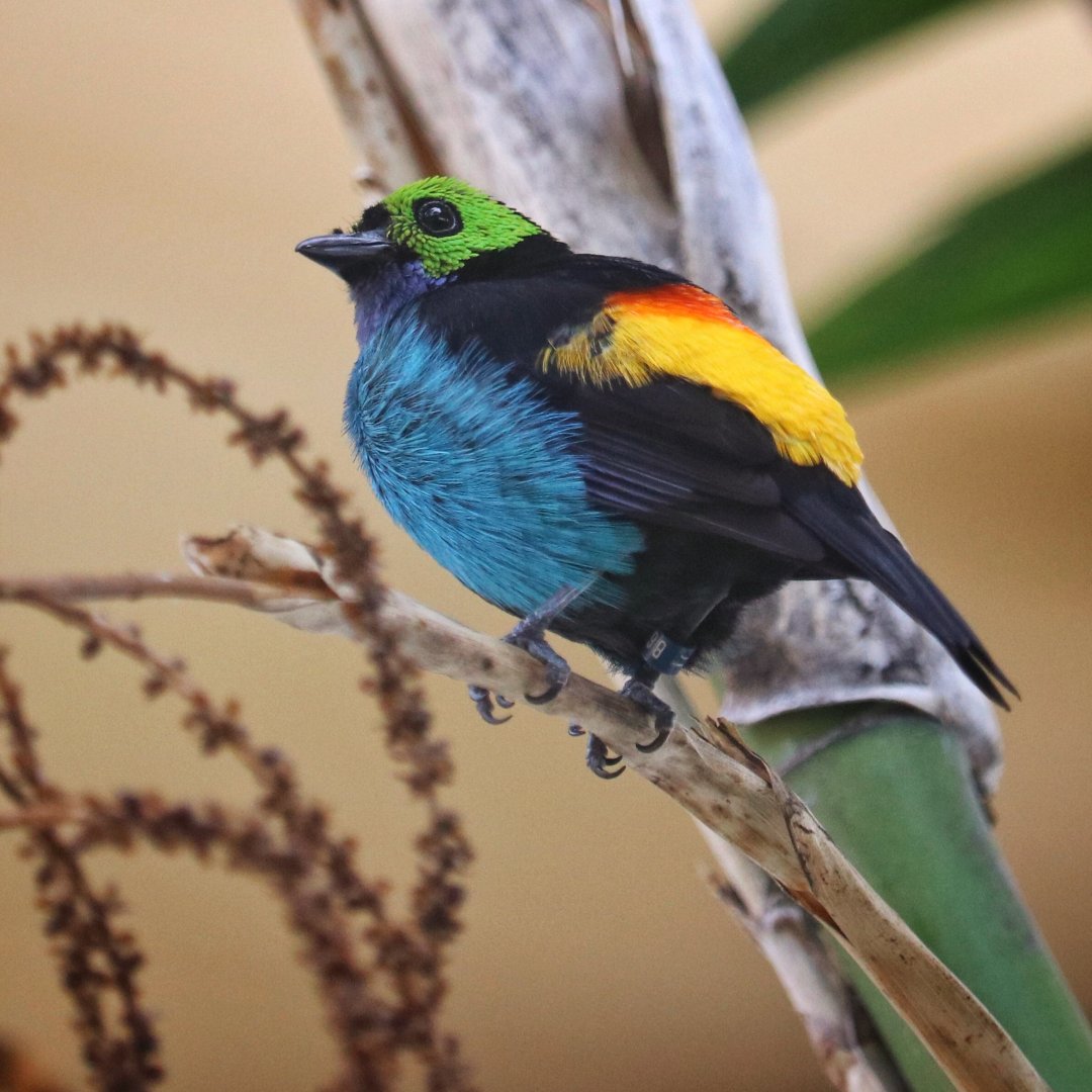 Paradise Tanager