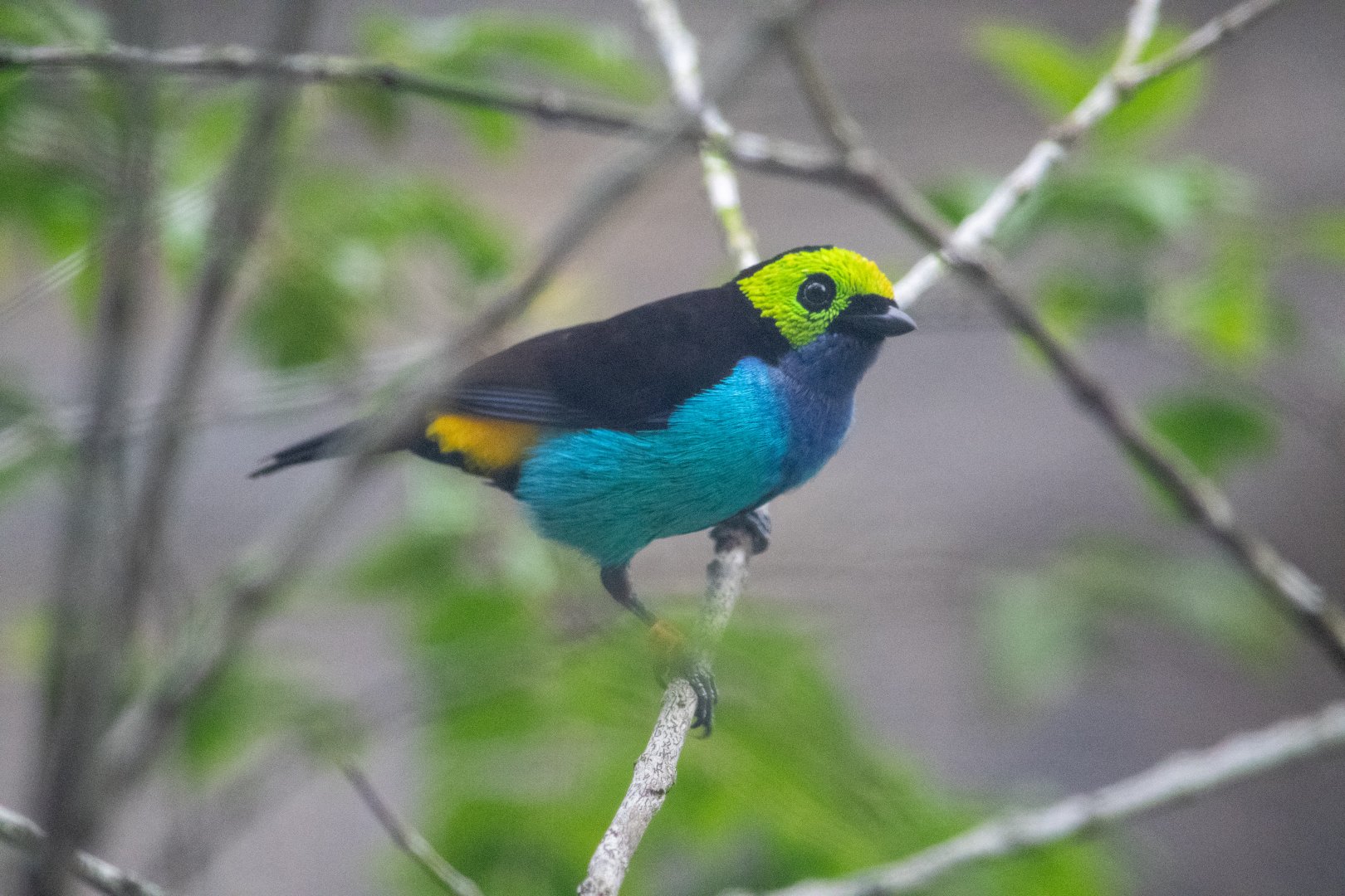 Paradise Tanager