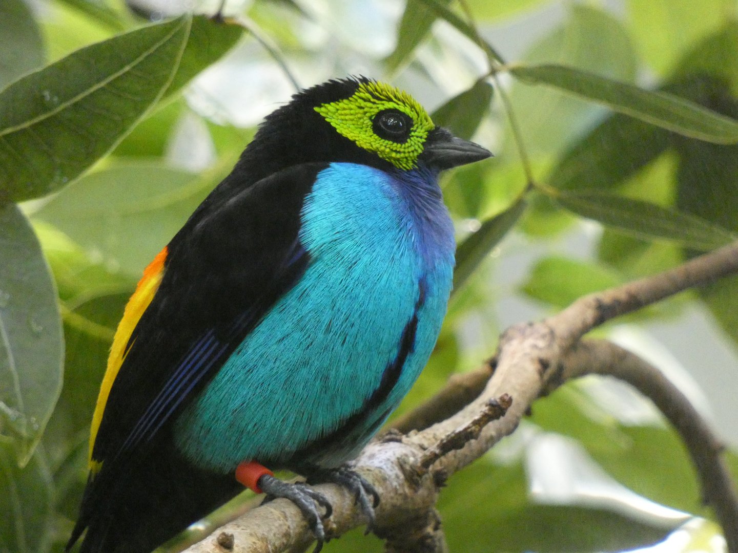 Paradise tanager