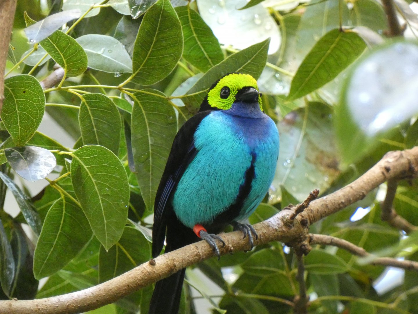 Paradise tanager