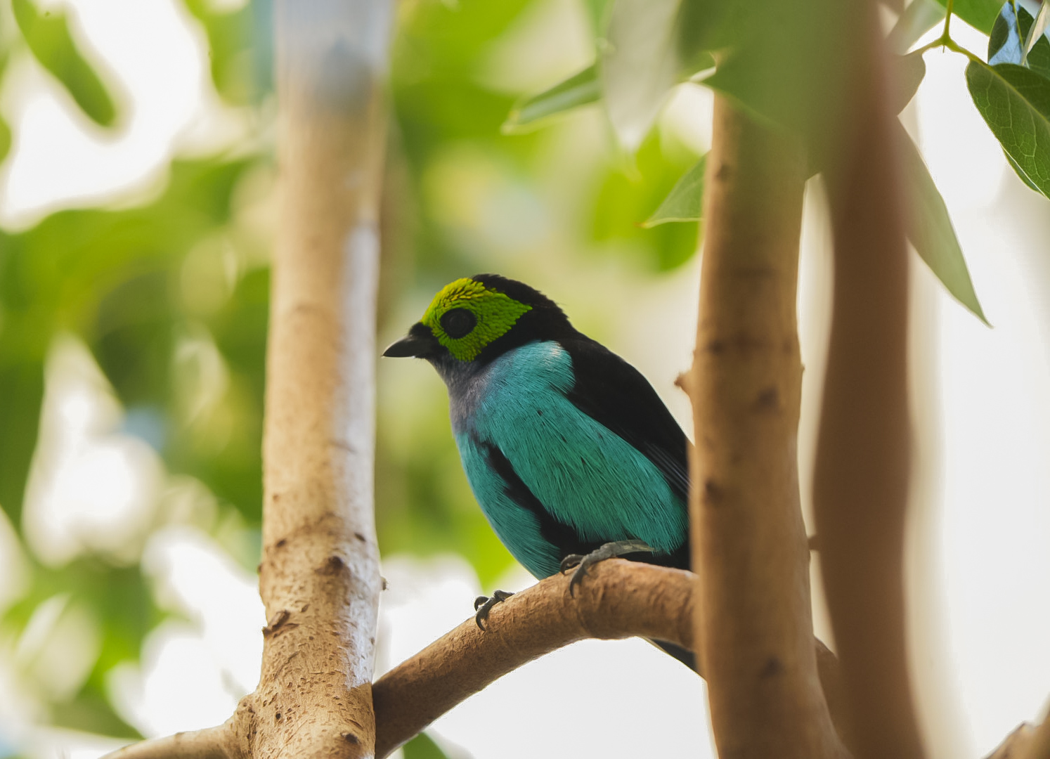 Paradise Tanager