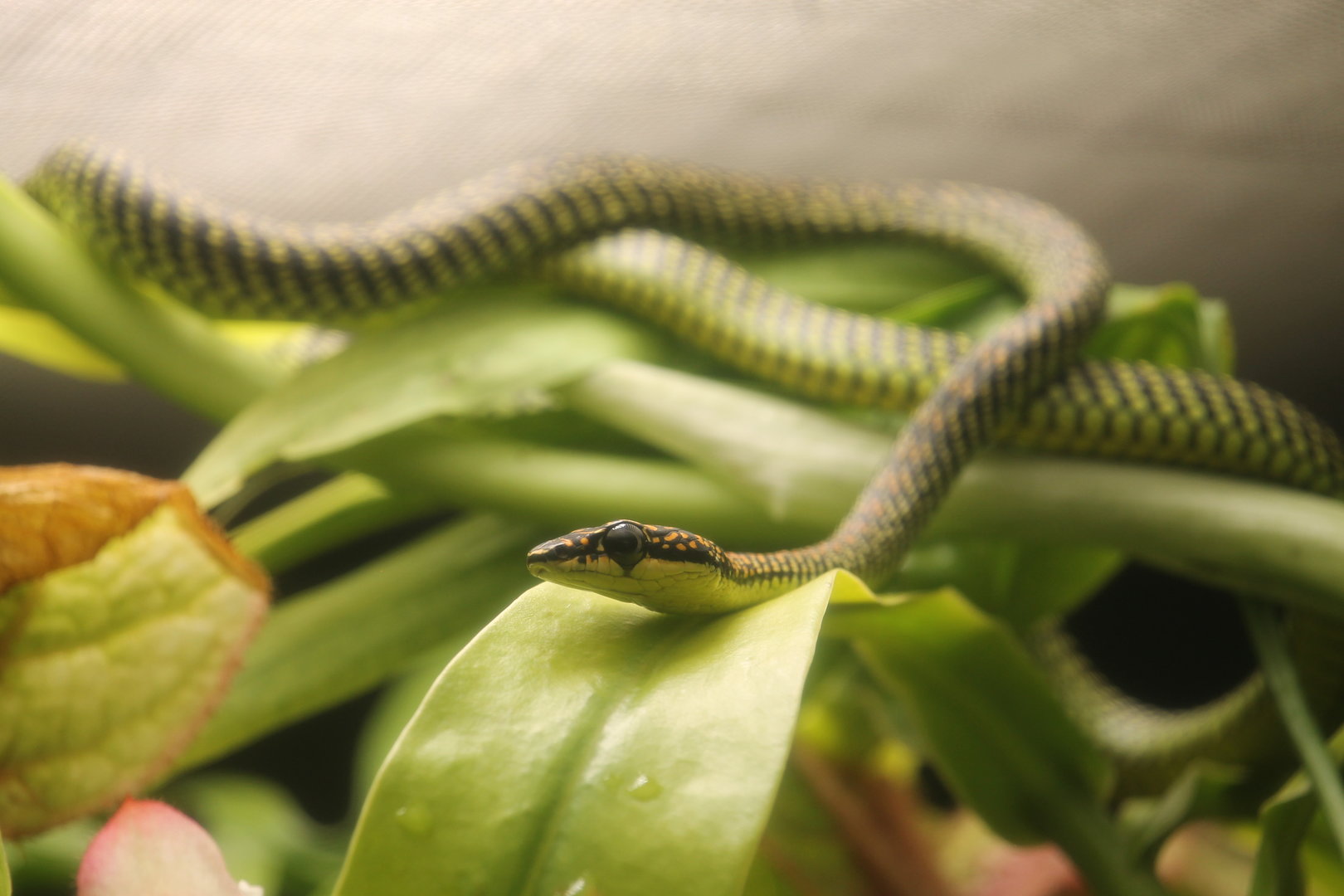 Paradise tree snake (Chrysopelea paradisi)