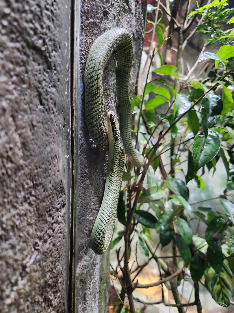 Paradise tree snake