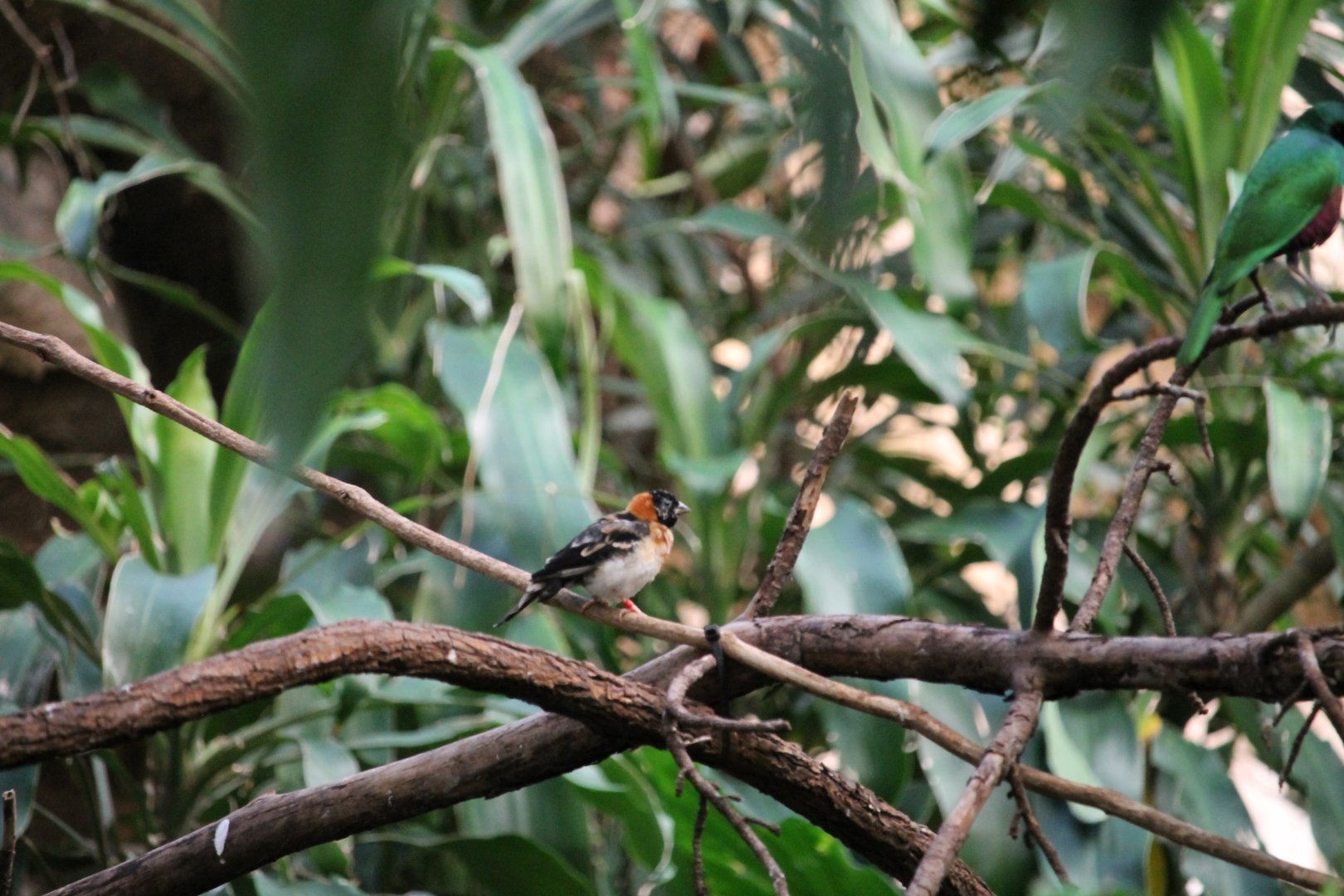 Paradise Whydah (Vidua paradisaea)