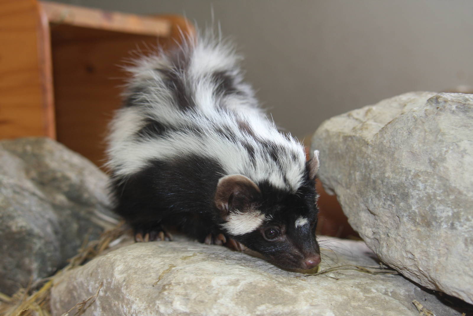 Paradise Wildlife Park 2010